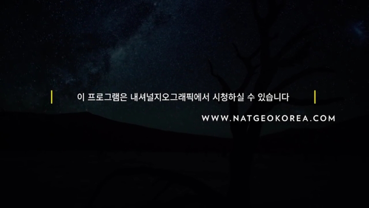 몸을 날려 아이를 구한 고양이 | 인스티즈