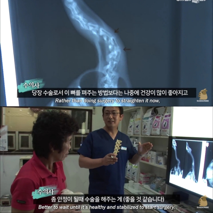 [TV동물농장] 목이 굽어버린 동생을 지키는 거위 | 인스티즈