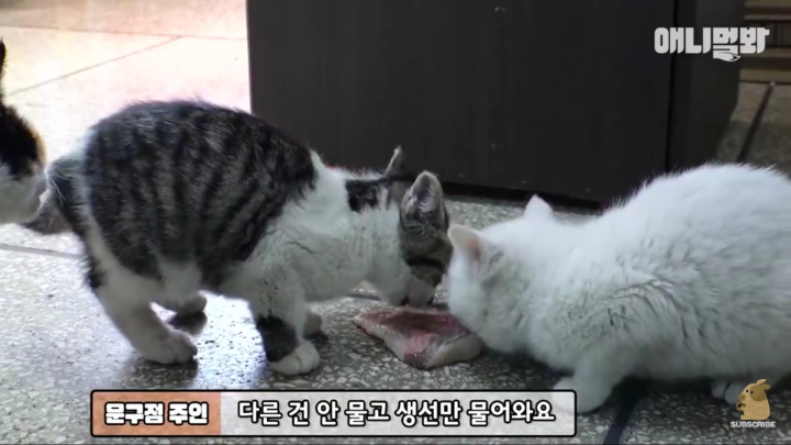 매일 회 받아가서 자식들 먹이는 엄마 고양이 | 인스티즈