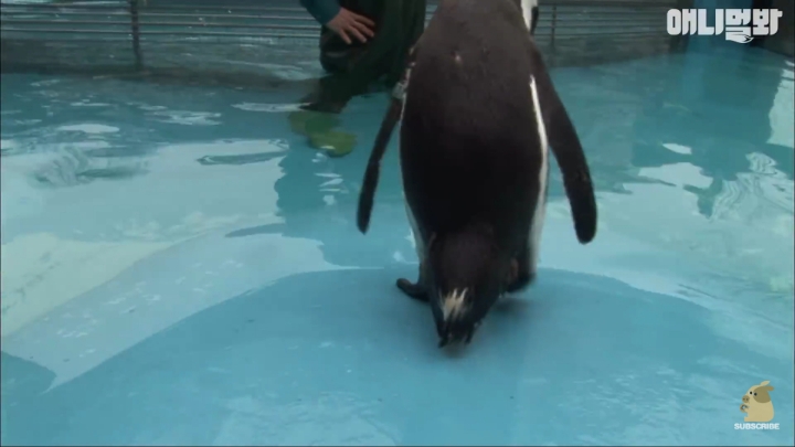 [TV동물농장] 난로 앞에 모인 아프리카 펭귄들 | 인스티즈