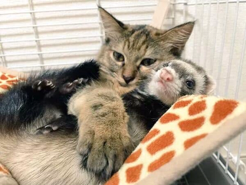 구조되어 페럿을 키우는 집으로 입양된 고양이 | 인스티즈