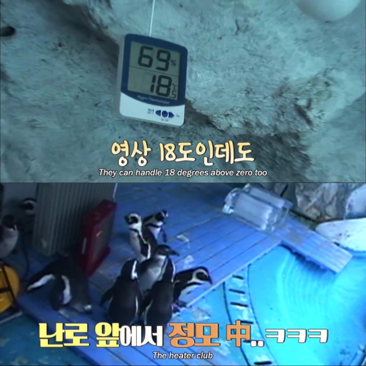 [TV동물농장] 난로 앞에 모인 아프리카 펭귄들 | 인스티즈