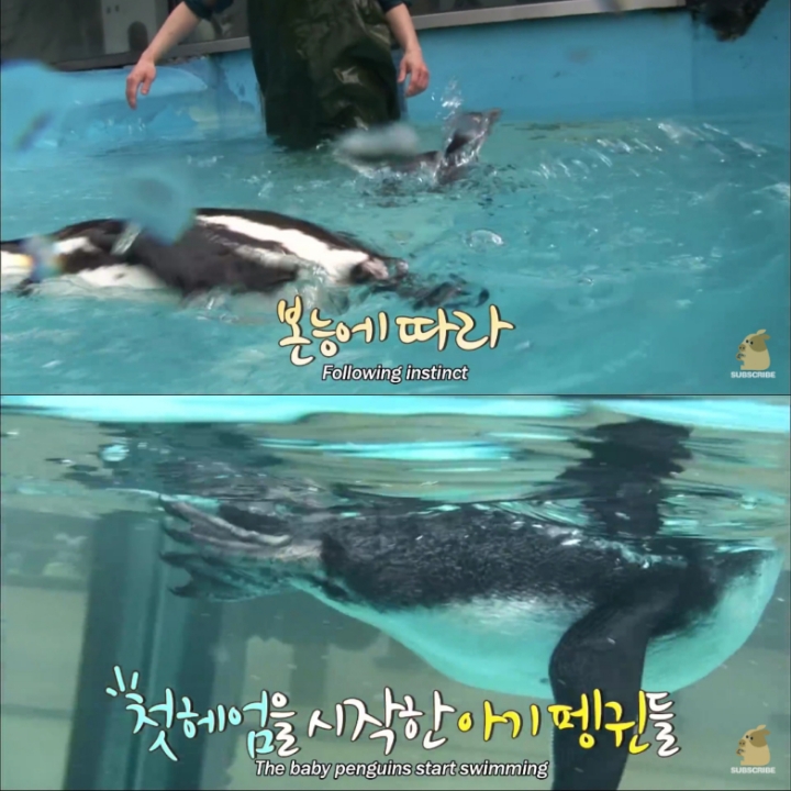 [TV동물농장] 난로 앞에 모인 아프리카 펭귄들 | 인스티즈