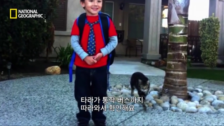 몸을 날려 아이를 구한 고양이 | 인스티즈