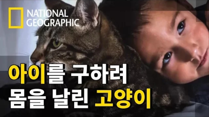 몸을 날려 아이를 구한 고양이 | 인스티즈
