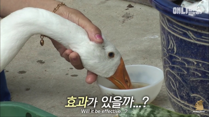 [TV동물농장] 목이 굽어버린 동생을 지키는 거위 | 인스티즈