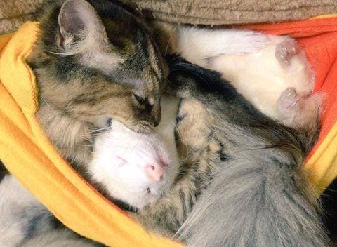 구조되어 페럿을 키우는 집으로 입양된 고양이 | 인스티즈