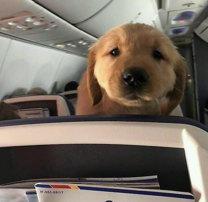 비행기를 탄 댕댕이들 | 인스티즈