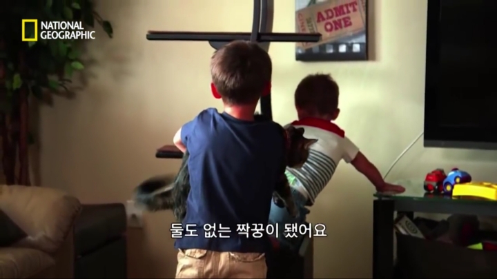 몸을 날려 아이를 구한 고양이 | 인스티즈