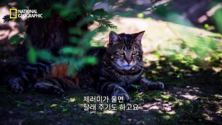 몸을 날려 아이를 구한 고양이 | 인스티즈