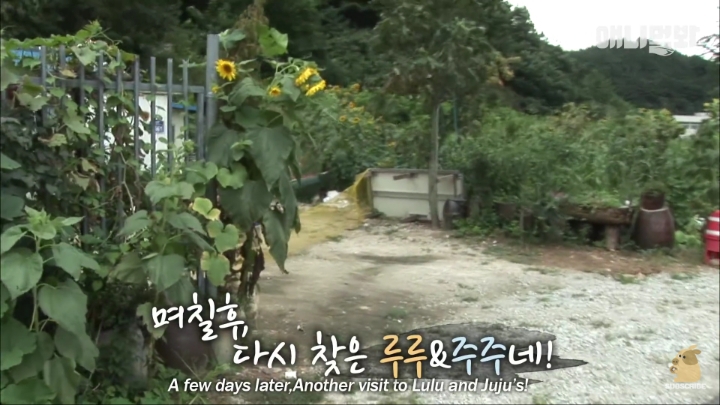 [TV동물농장] 목이 굽어버린 동생을 지키는 거위 | 인스티즈