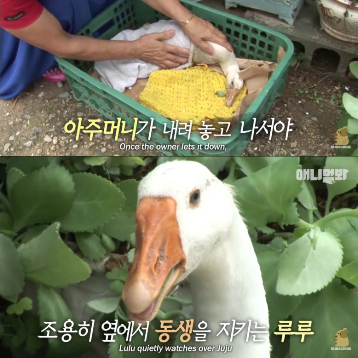[TV동물농장] 목이 굽어버린 동생을 지키는 거위 | 인스티즈