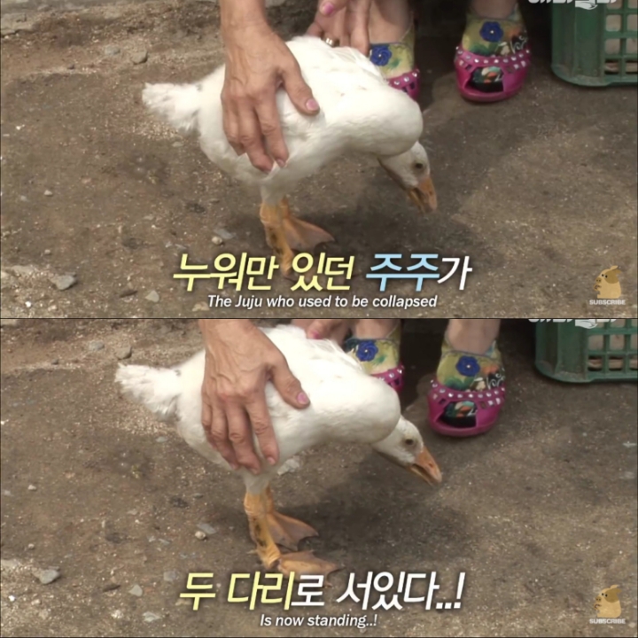 [TV동물농장] 목이 굽어버린 동생을 지키는 거위 | 인스티즈