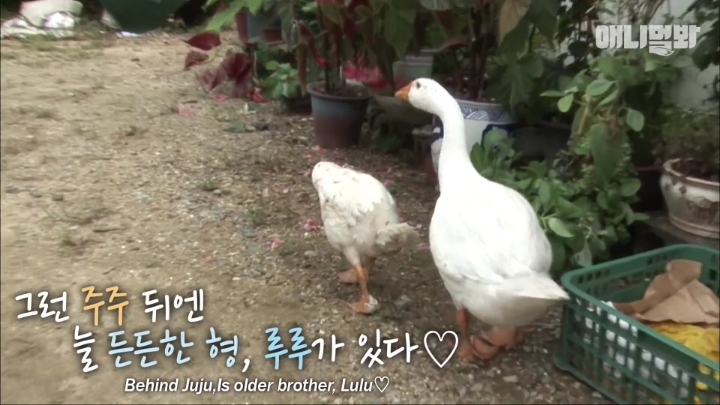 [TV동물농장] 목이 굽어버린 동생을 지키는 거위 | 인스티즈
