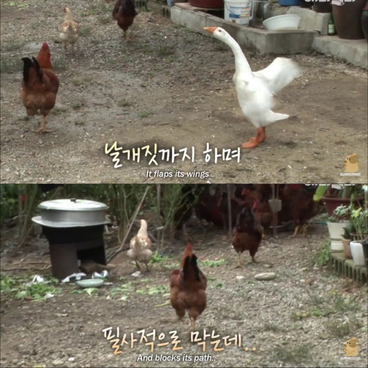 [TV동물농장] 목이 굽어버린 동생을 지키는 거위 | 인스티즈
