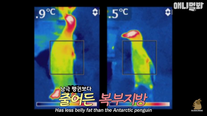 [TV동물농장] 난로 앞에 모인 아프리카 펭귄들 | 인스티즈