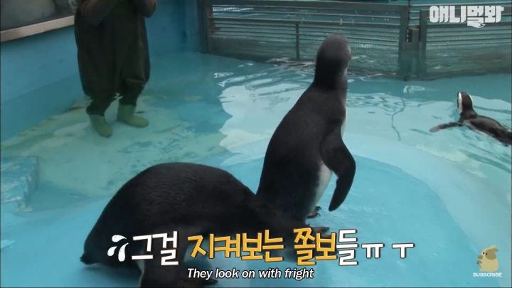 [TV동물농장] 난로 앞에 모인 아프리카 펭귄들 | 인스티즈