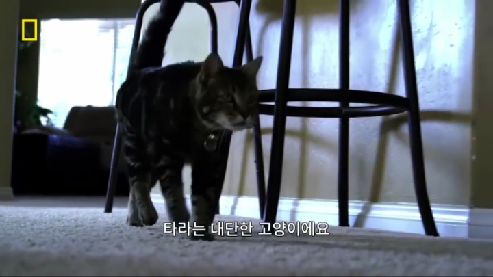 몸을 날려 아이를 구한 고양이 | 인스티즈