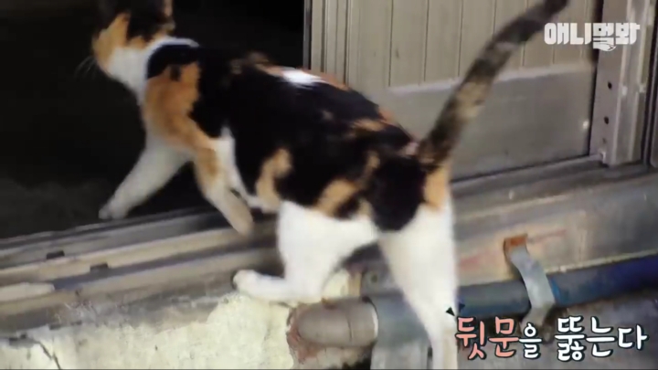 매일 회 받아가서 자식들 먹이는 엄마 고양이 | 인스티즈