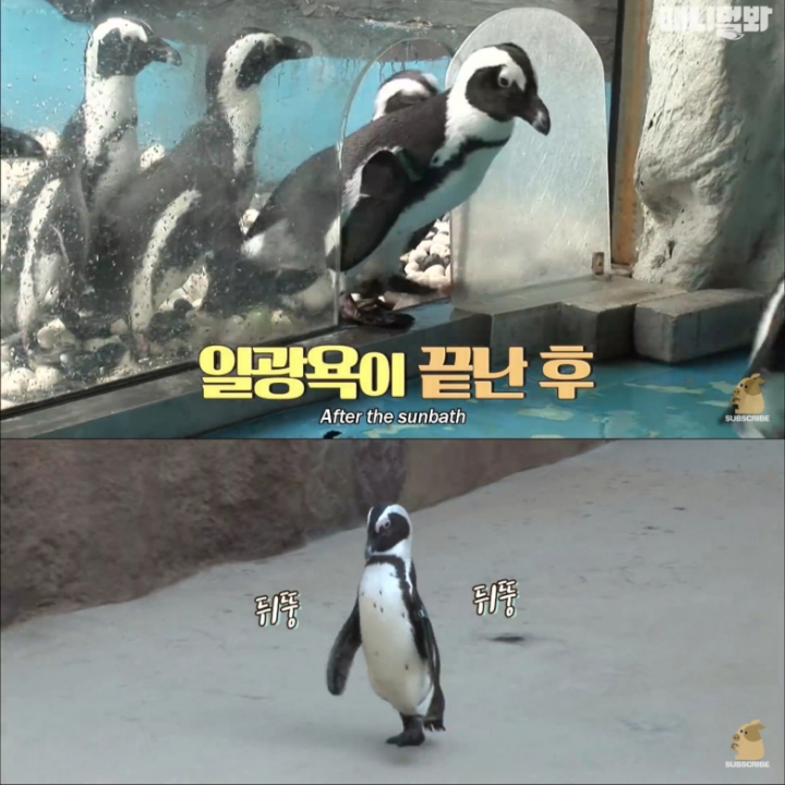 [TV동물농장] 난로 앞에 모인 아프리카 펭귄들 | 인스티즈