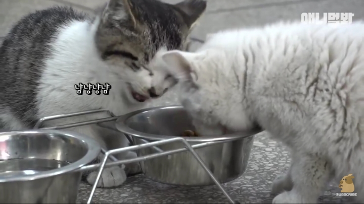 매일 회 받아가서 자식들 먹이는 엄마 고양이 | 인스티즈