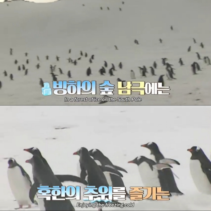 [TV동물농장] 난로 앞에 모인 아프리카 펭귄들 | 인스티즈