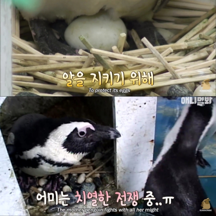 [TV동물농장] 난로 앞에 모인 아프리카 펭귄들 | 인스티즈