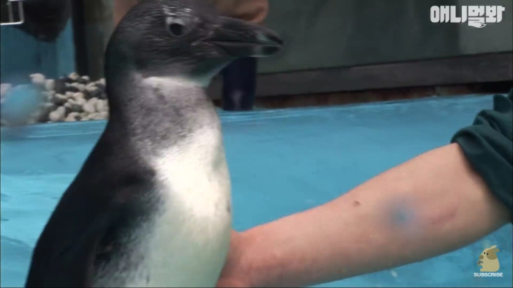 [TV동물농장] 난로 앞에 모인 아프리카 펭귄들 | 인스티즈