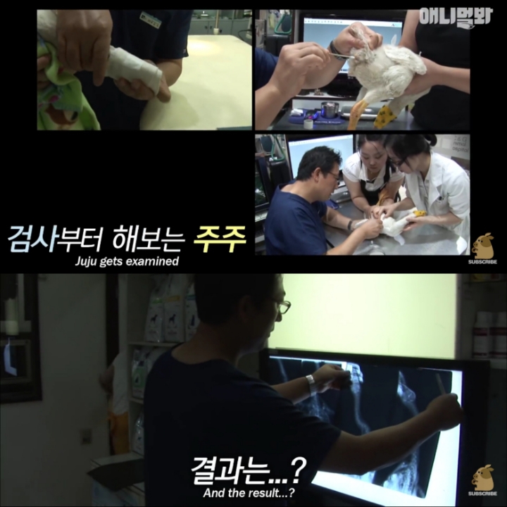 [TV동물농장] 목이 굽어버린 동생을 지키는 거위 | 인스티즈