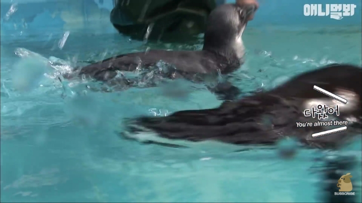 [TV동물농장] 난로 앞에 모인 아프리카 펭귄들 | 인스티즈