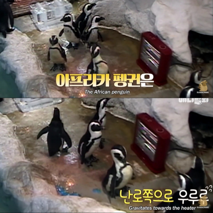 [TV동물농장] 난로 앞에 모인 아프리카 펭귄들 | 인스티즈