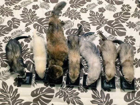 구조되어 페럿을 키우는 집으로 입양된 고양이 | 인스티즈