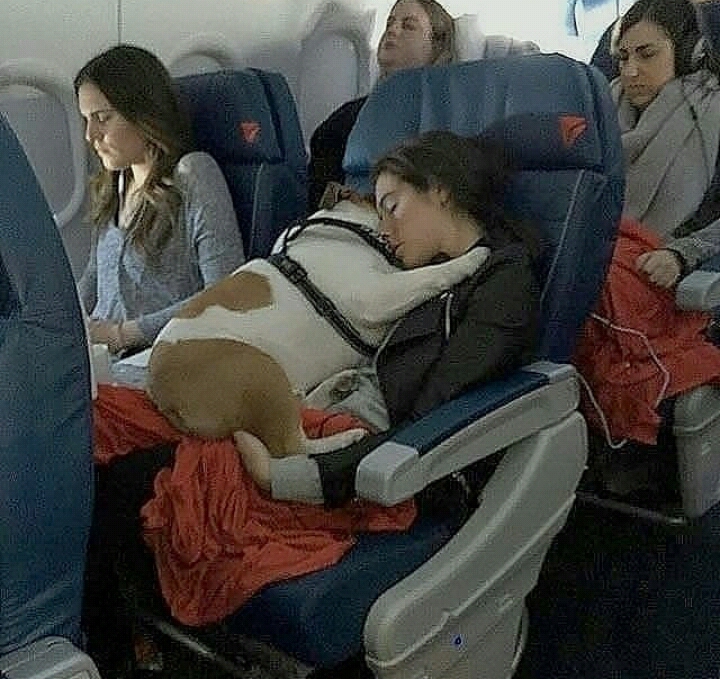 비행기를 탄 댕댕이들 | 인스티즈