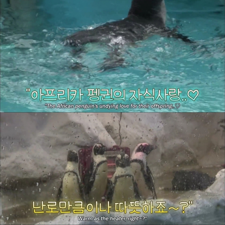 [TV동물농장] 난로 앞에 모인 아프리카 펭귄들 | 인스티즈