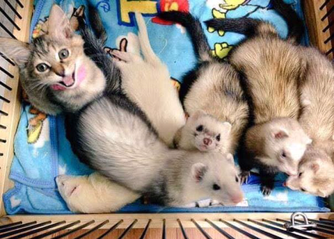 구조되어 페럿을 키우는 집으로 입양된 고양이 | 인스티즈