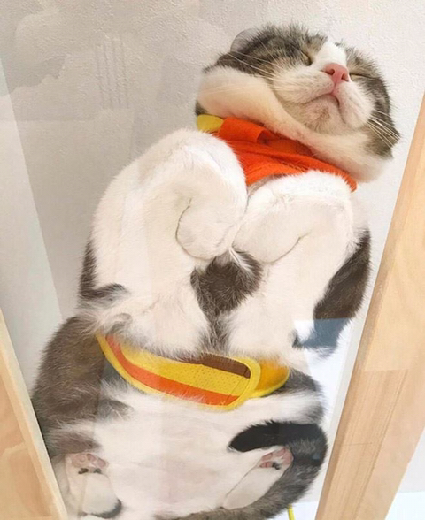 더쿠 - 유리 아래에서 본 고양이.jpg