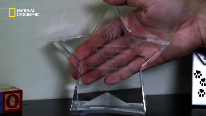 몸을 날려 아이를 구한 고양이 | 인스티즈