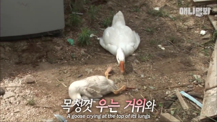 [TV동물농장] 목이 굽어버린 동생을 지키는 거위 | 인스티즈