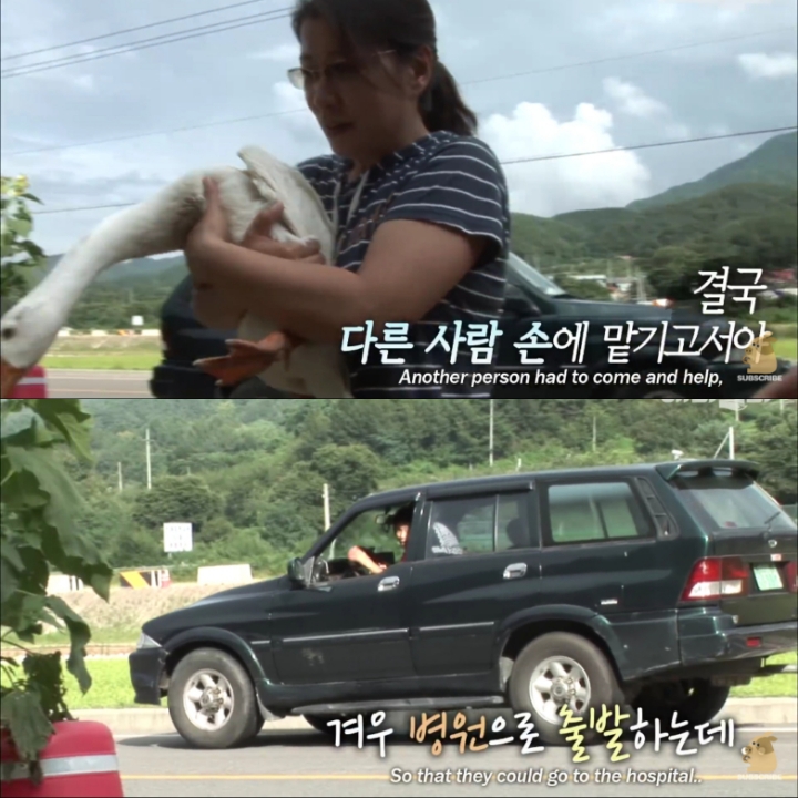 [TV동물농장] 목이 굽어버린 동생을 지키는 거위 | 인스티즈