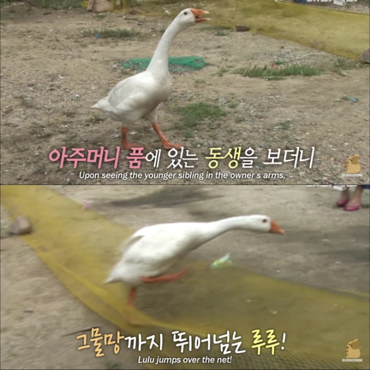 [TV동물농장] 목이 굽어버린 동생을 지키는 거위 | 인스티즈