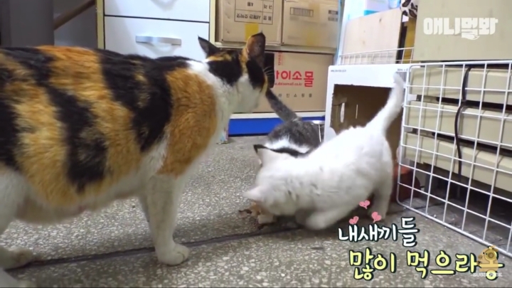 매일 회 받아가서 자식들 먹이는 엄마 고양이 | 인스티즈