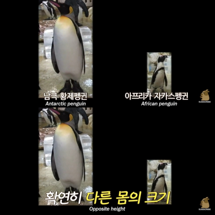 [TV동물농장] 난로 앞에 모인 아프리카 펭귄들 | 인스티즈