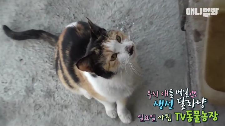 매일 회 받아가서 자식들 먹이는 엄마 고양이 | 인스티즈