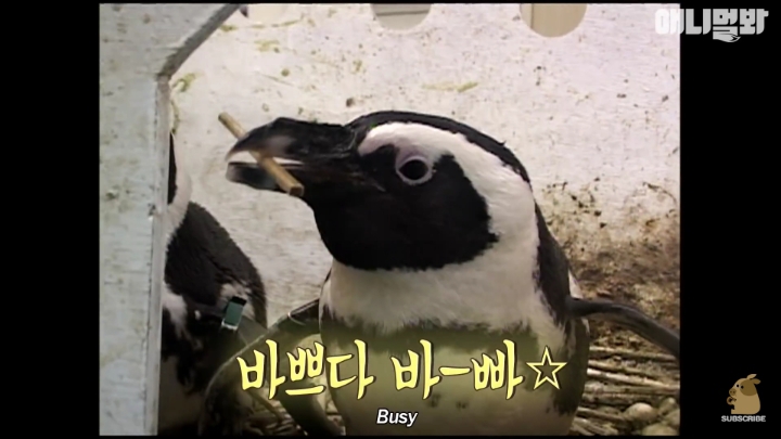 [TV동물농장] 난로 앞에 모인 아프리카 펭귄들 | 인스티즈