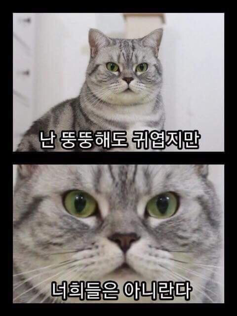 난 뚱뚱해도 귀엽지만 | 인스티즈