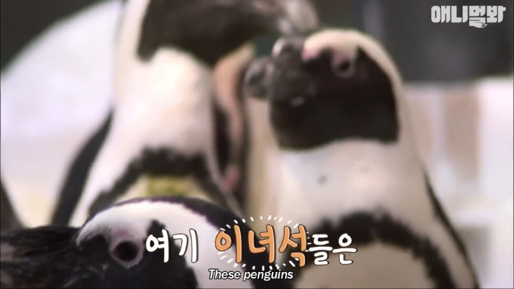 [TV동물농장] 난로 앞에 모인 아프리카 펭귄들 | 인스티즈