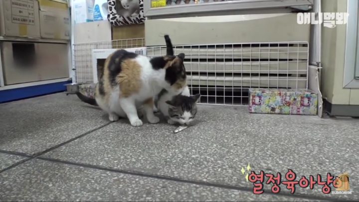 매일 회 받아가서 자식들 먹이는 엄마 고양이 | 인스티즈