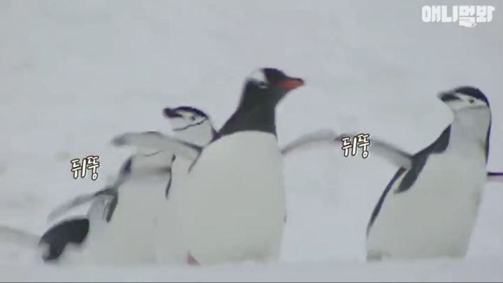 [TV동물농장] 난로 앞에 모인 아프리카 펭귄들 | 인스티즈