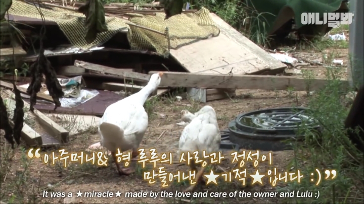[TV동물농장] 목이 굽어버린 동생을 지키는 거위 | 인스티즈