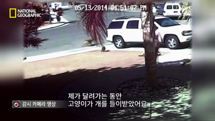 몸을 날려 아이를 구한 고양이 | 인스티즈